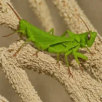Crinkled Grasshopper (Atractomorpha crenulata)