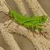 Crinkled Grasshopper (Atractomorpha crenulata)