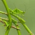 Chinese Atractomorpha (Atractomorpha sinensis)