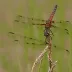 Calico Pennant