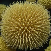 Conolampas diomedeae