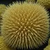 Conolampas diomedeae