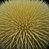 Ctenocidaris perrieri