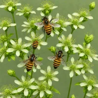 Centris caesalpiniae