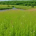 Carley State Park Prairie