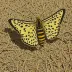 Cream-spot tiger moth