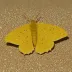 Clouded buff moth