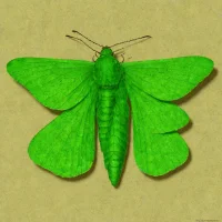 Common emerald moth
