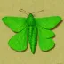 Common emerald moth