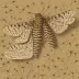 Common swift moth