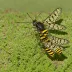 Currant clearwing moth