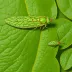 Citrus leafminer moth
