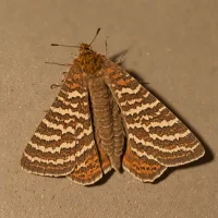 Copper underwing moth