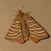 Copper underwing moth