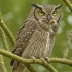 Camiguin Scops Owl