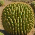Coville's Barrel Cactus (Ferocactus covillei)