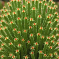 Chain Cactus (Rhipsalis paradoxa)