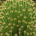 Chain Cactus (Rhipsalis paradoxa)