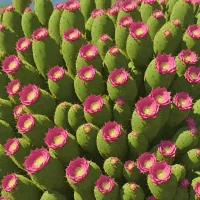 Cochineal Nopal (Nopalea cochenillifera)