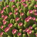 Cochineal Nopal (Nopalea cochenillifera)
