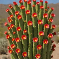 Cleistocactus samaipatanus
