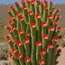 Cleistocactus samaipatanus