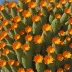 Cleistocactus baumannii