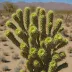 Cylindropuntia ramosissima