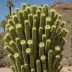 Carnegiea gigantea f. cristata