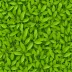Curry Leaf