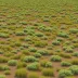 Columbia Plateau Shrub-Steppe