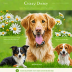 Crazy Daisy Pet Insurance