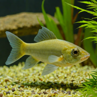 Corydoras Catfish (Bronze or Panda)