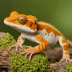 Crested Gecko (Harlequin)
