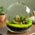 Clara's Little Greenhouse DIY Terrarium Kit