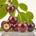 Cherry MX Brown