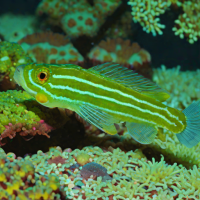 Diamond Goby (Chrysiptera diamantina)