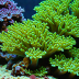 Duncan Coral (Heteropora palifera)