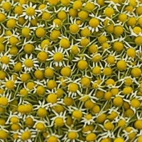Davidson's Organics Chamomile Flowers