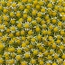 Davidson's Organics Chamomile Flowers