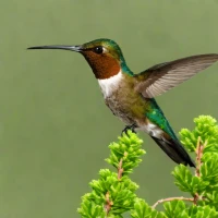 Duida Hummingbird