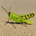 Dissosteira carolina