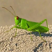 Dissosteira longipennis