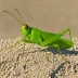 Dissosteira longipennis