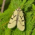 Douglas-fir tussock moth