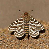 Dot moth
