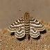 Dot moth