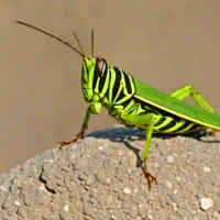 Differential Grasshopper (Melanoplus differentialis)