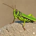 Differential Grasshopper (Melanoplus differentialis)