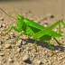 Devastating Grasshopper (Melanoplus devastator)